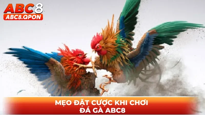 Mẹo đặt cược khi chơi đá gà ABC8